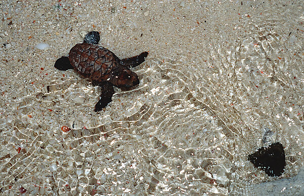 Baby Hawksbill turtle runs on the beach to the see