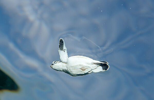 Swimming Baby Green sea turtle, green turtle