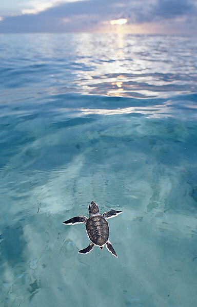 Swimming Baby Green sea turtle, green turtle