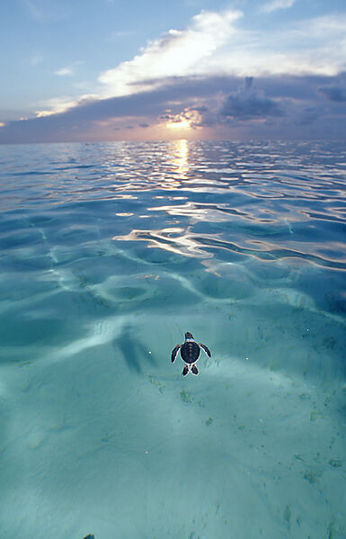 Swimming Baby Green sea turtle, green turtle