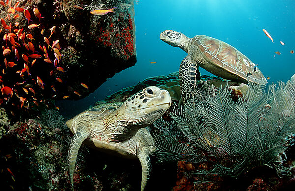 Two Green sea turtle, green turtles on a cleaner station