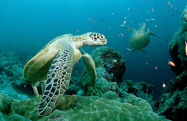 Two Green sea turtle, green turtles on a cleaner station