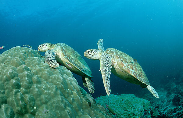 Two Green sea turtle, green turtles on a cleaner station