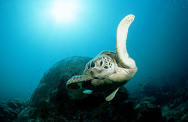 Green sea turtle, green turtle