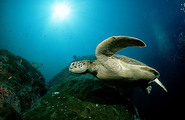 Green sea turtle, green turtle