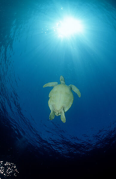 Green sea turtle, green turtle