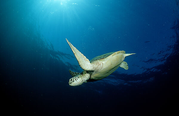 Green sea turtle, green turtle