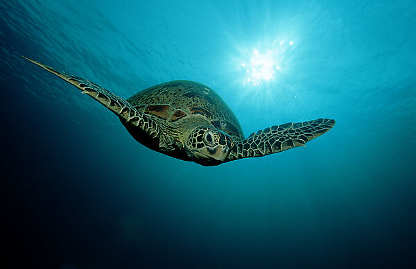 Green sea turtle, green turtle