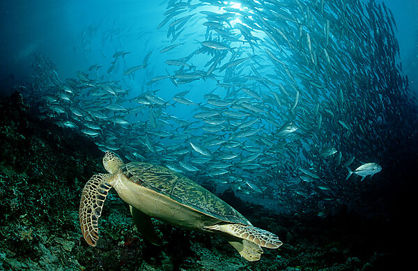 Green sea turtle, green turtle