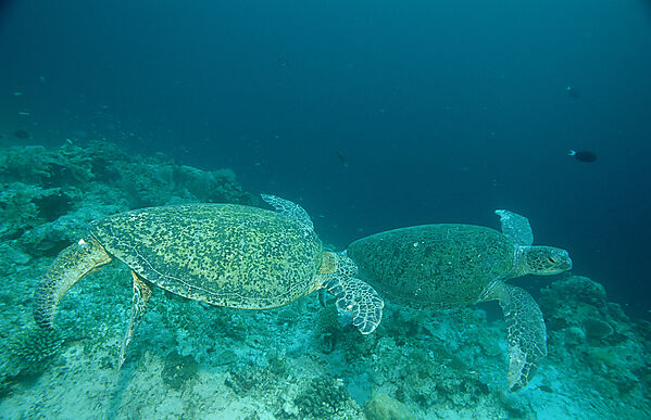 Two Green sea turtle, green turtles on a cleaner station