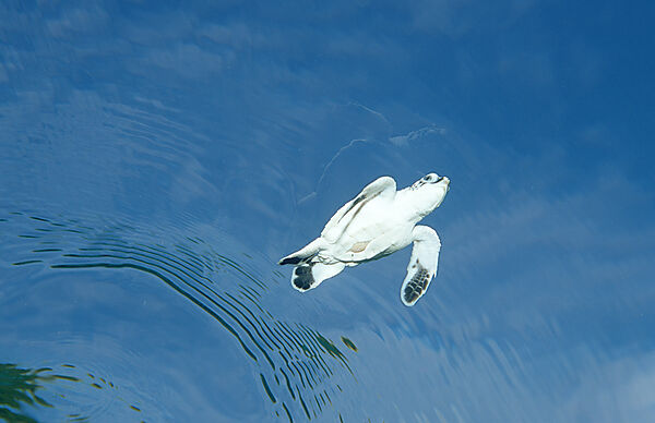 Swimming Baby Green sea turtle, green turtle