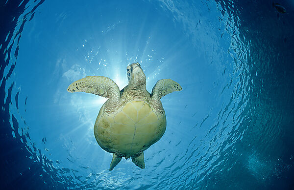Green sea turtle, green turtle