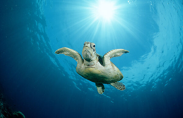 Green sea turtle, green turtle
