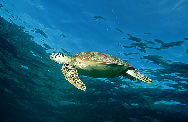 Green sea turtle, green turtle