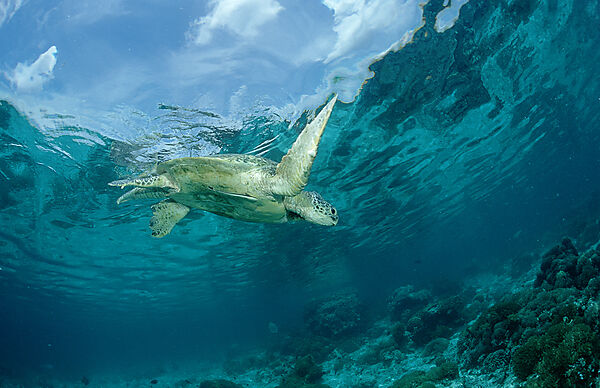 Green sea turtle, green turtle