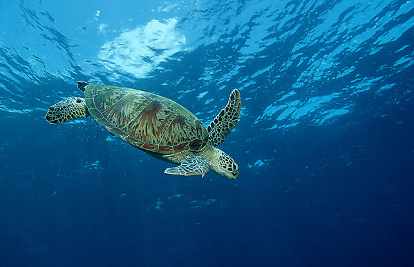 Green sea turtle, green turtle