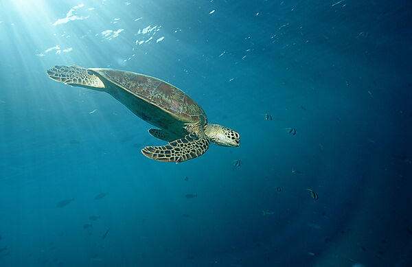 Green sea turtle, green turtle