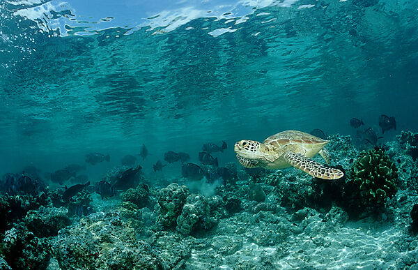 Green sea turtle, green turtle and Bumphead parrotfish