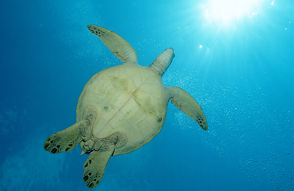 Green sea turtle, green turtle