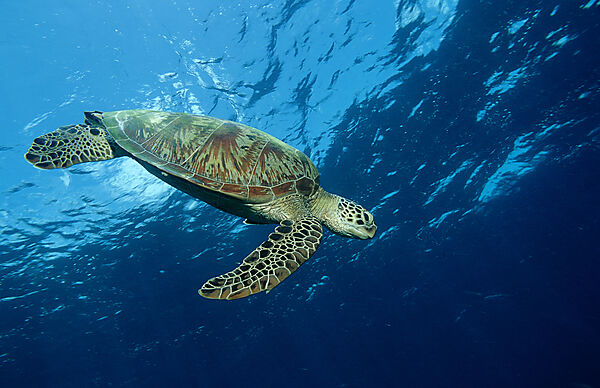 Green sea turtle, green turtle
