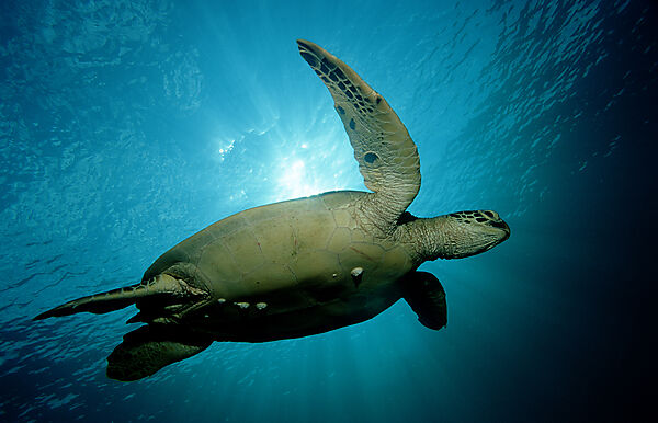 Green sea turtle, green turtle