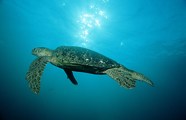 Green sea turtle, green turtle