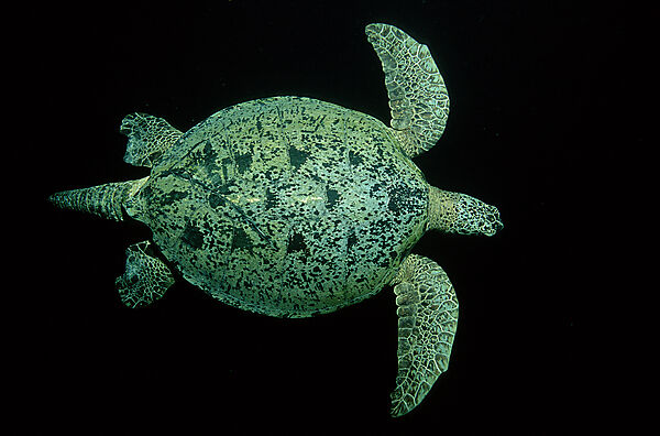 Green sea turtle, green turtle