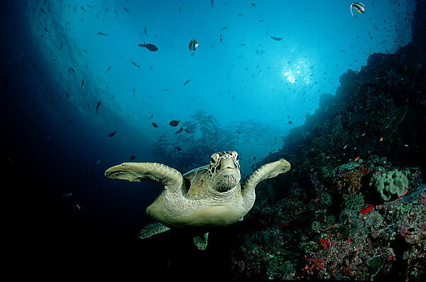 Green sea turtle, green turtle