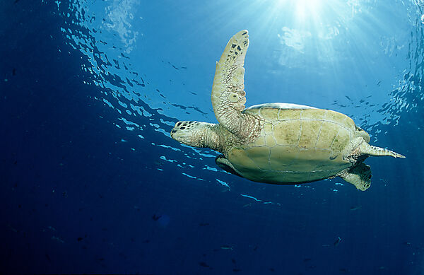 Green sea turtle, green turtle