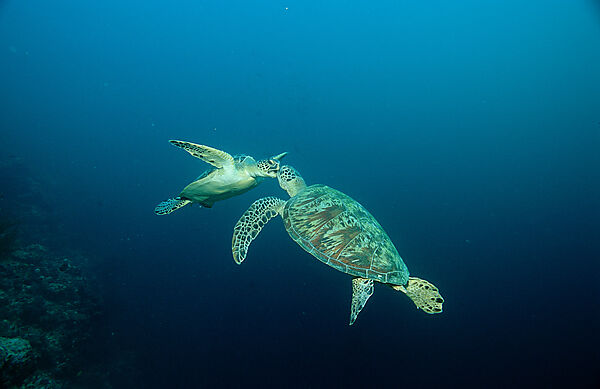 Two Green sea turtle, green turtles