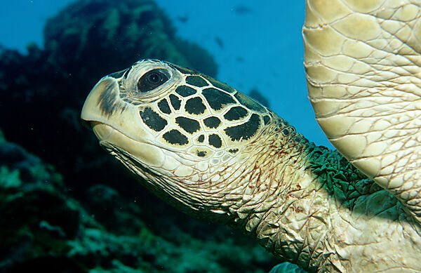 Green sea turtle, green turtle