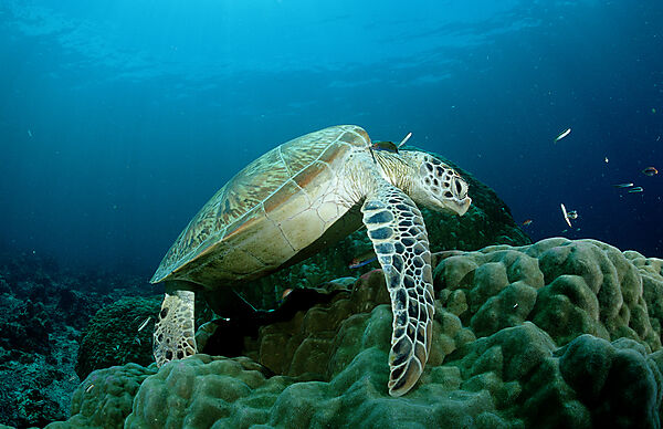 Green sea turtle, green turtle