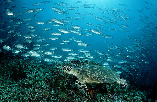 Green sea turtle, green turtle