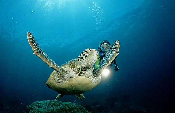 Green Turtle and scuba diver