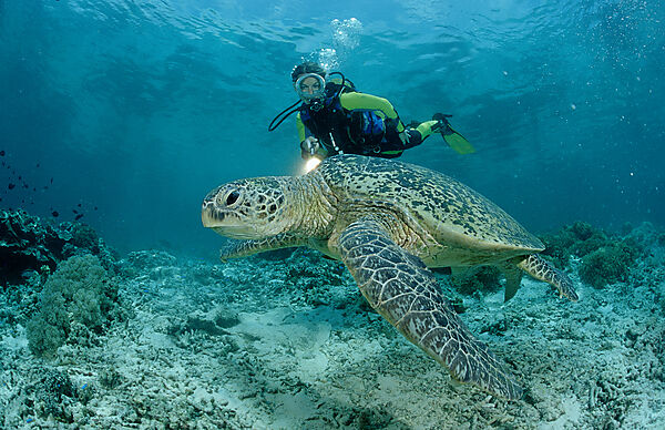 Green Turtle and scuba diver