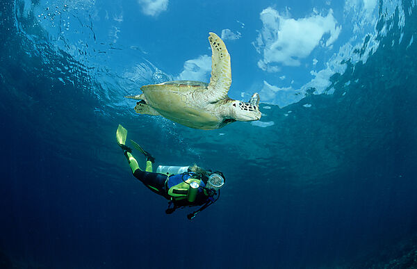 Green Turtle and scuba diver