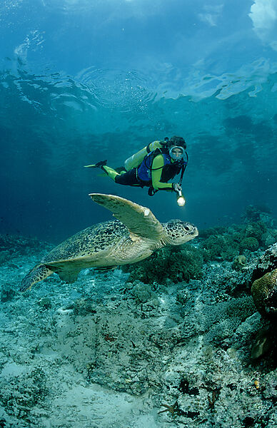 Green Turtle and scuba diver