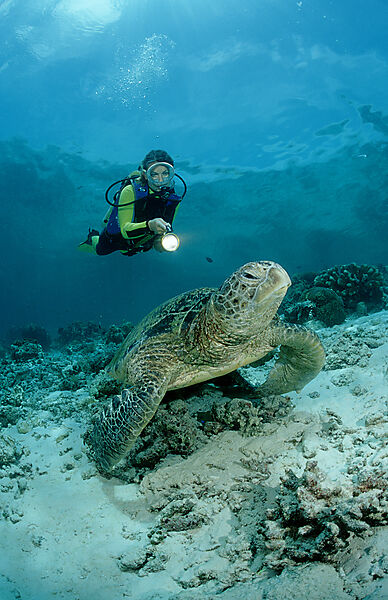Green Turtle and scuba diver