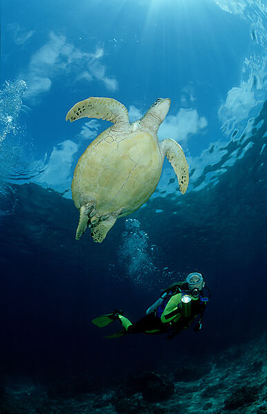 Green Turtle and scuba diver