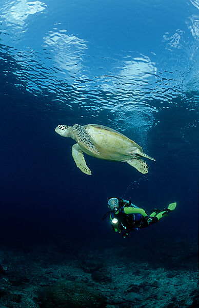 Green Turtle and scuba diver