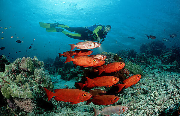 Schooling Crescent-tail bigeye