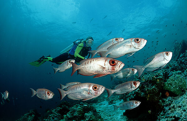 Schooling Crescent-tail bigeye