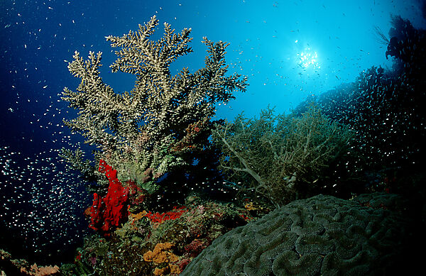 Coral reef