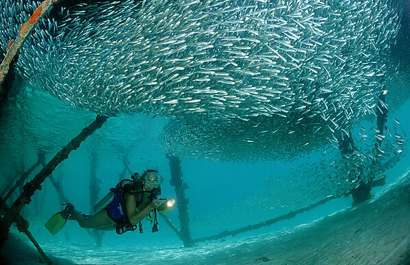 Pygmy sweeper and Scuba diver