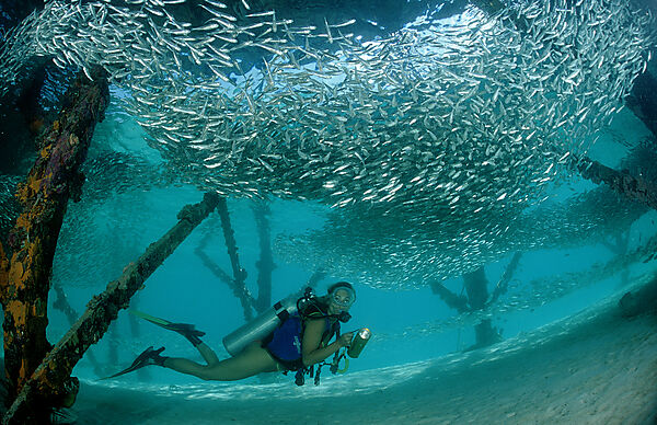 Pygmy sweeper and Scuba diver