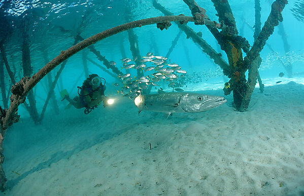 Pygmy sweeper and Scuba diver