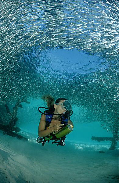 Pygmy sweeper and Scuba diver