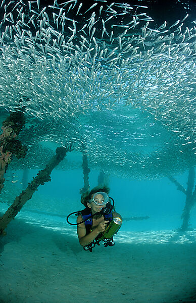 Pygmy sweeper and Scuba diver