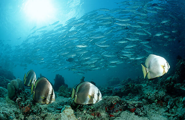 Fledermausfische