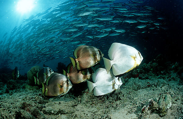 Fledermausfische